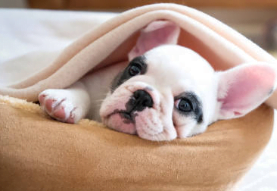 chiot bouledogue français caille