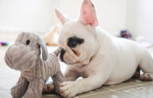 bouledogue français