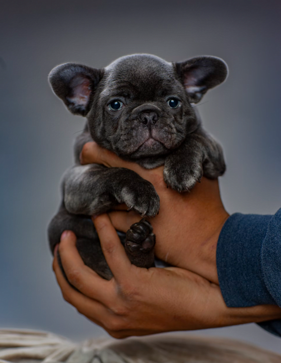 bébé bouledogue français