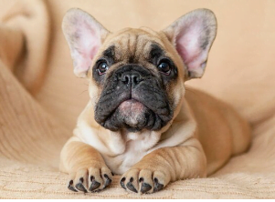 chiot bouledogue français