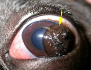 Dermoïde cornéen du bouledogue français