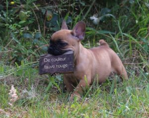 chiot bouledogue français de couleur fauve