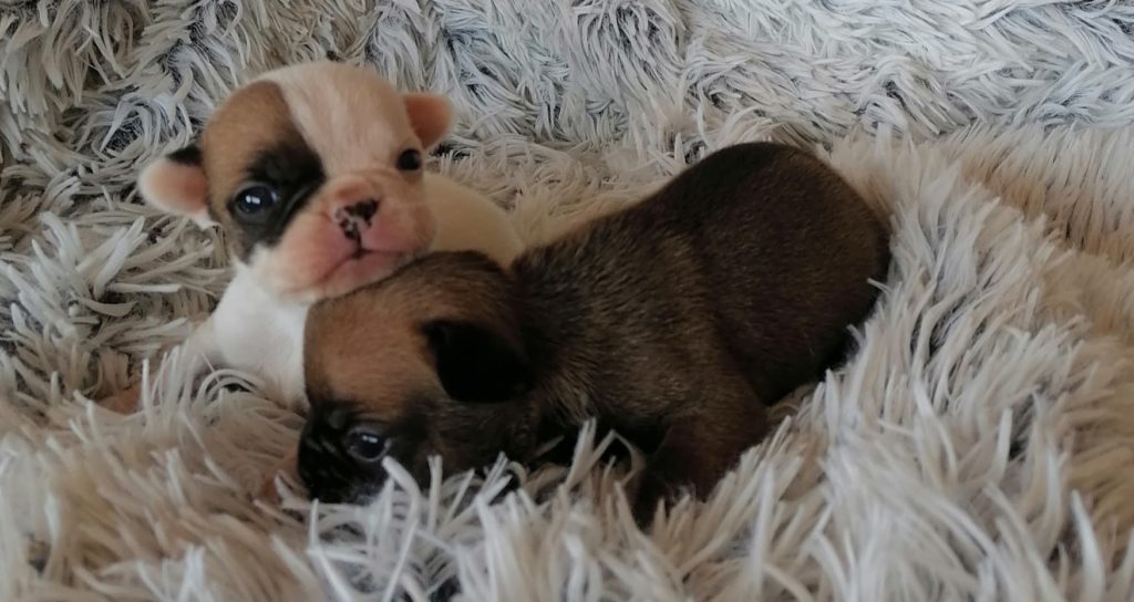 Environnement chiot bouledogue français