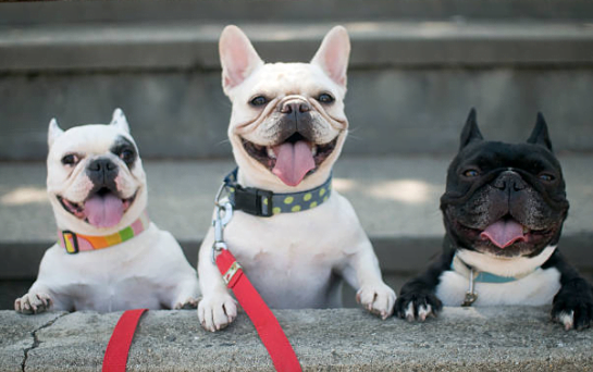 Guide Complet pour Éduquer et Rendre Heureux Votre Bouledogue Français