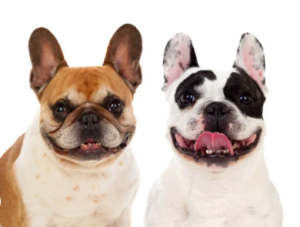 Elevage de bouledogue français