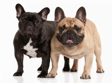 image bouledogue français