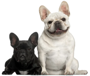 2 Bouledogue français