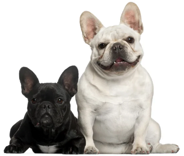 2 Bouledogue français