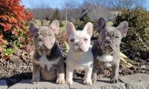 bouledogue françaiscouleur exotique