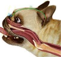 Image voile du palais bouledogue français