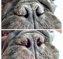 photo narine et sténose bouledogue français