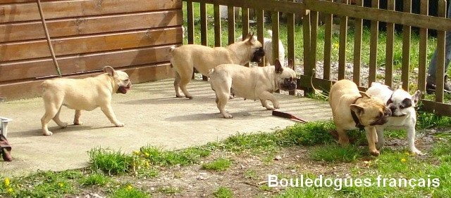 Elevage bouledogue français