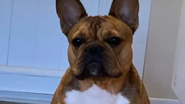 Bonjour Sybille, une petite photo de Uta qui est de retour dans son département natal, salutation Bonjour Sybille, une petite photo de Uta qui est de retour dans son département natal, salutation