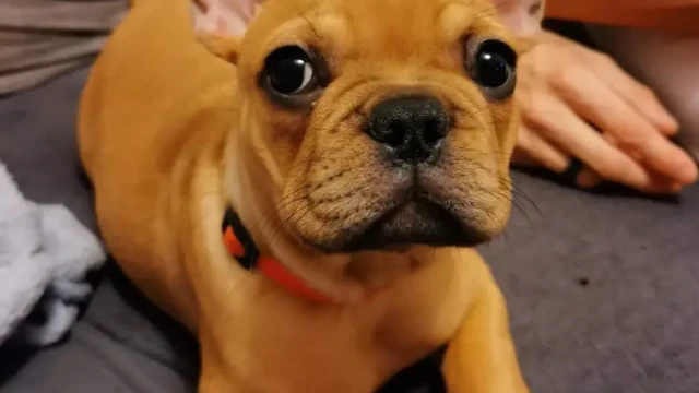 Bonsoir, c'est Nelly Fourquet maman de Prada Bonsoir, c'est Nelly Fourquet maman de Prada