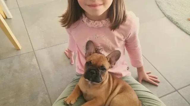 Bouledogue bébé client