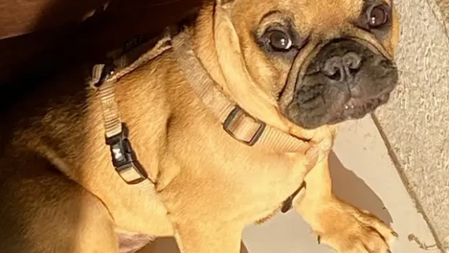 Rory va trés bien, trés beau avec du caractére bouledogue français couleur fauve