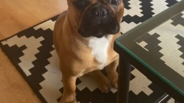 bonjour, voici Popeye 1 an et 15kg4. il est le plus heureux du monde, il est vraiment génial bonjour, voici Popeye 1 an et 15kg4. il est le plus heureux du monde, il est vraiment génial