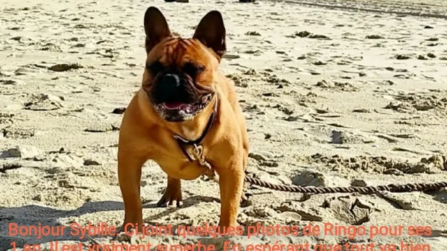 Bonjour Sybille, voici quelques photos de Ringo pour ses 1 an. Il est vraiment superbe§ En éspérant que tout va bien de votre coté. Amicalement Brice Cuenca